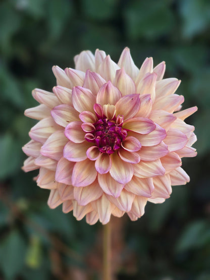 Mystic Pink