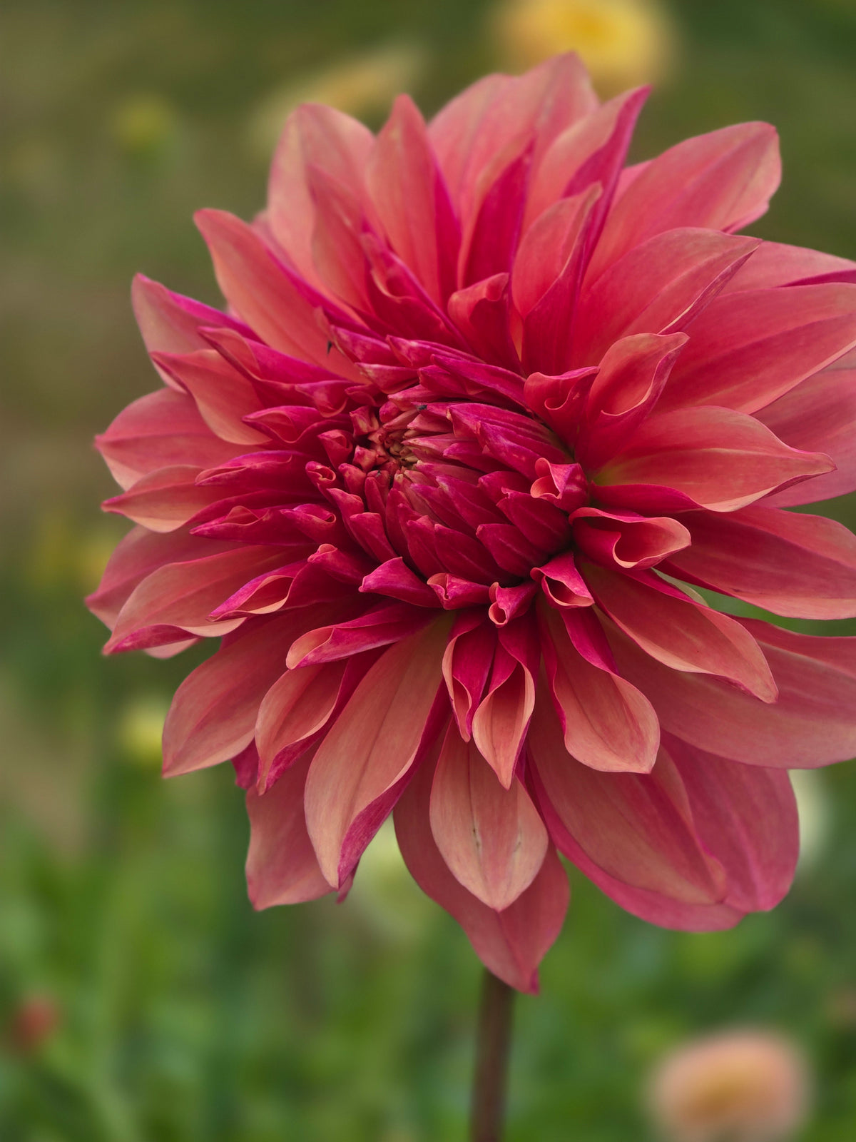 Everbloom Rosé