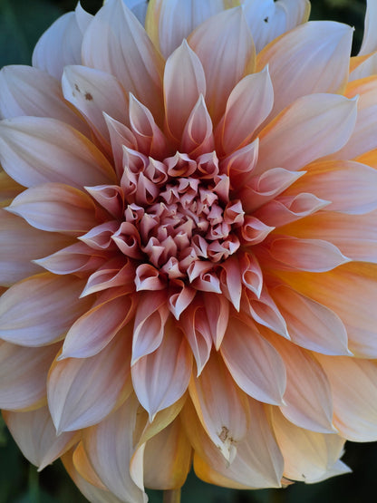 Princess Beatrix