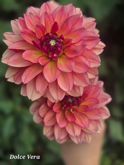 Dolce Vera