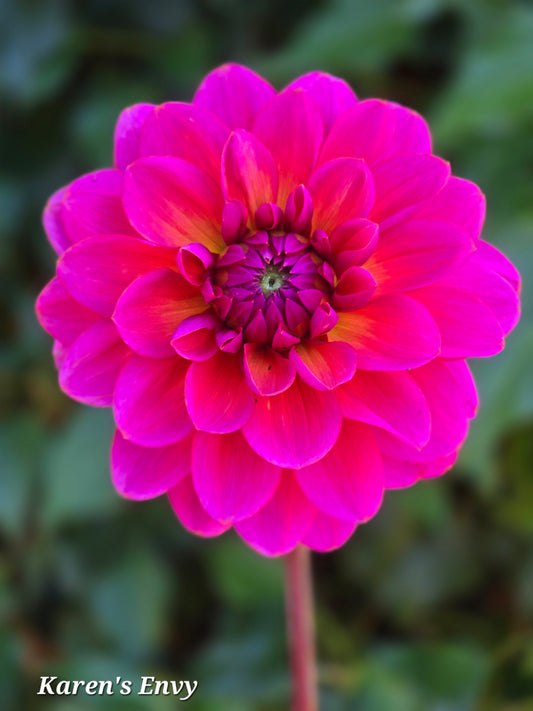 Karen's Envy