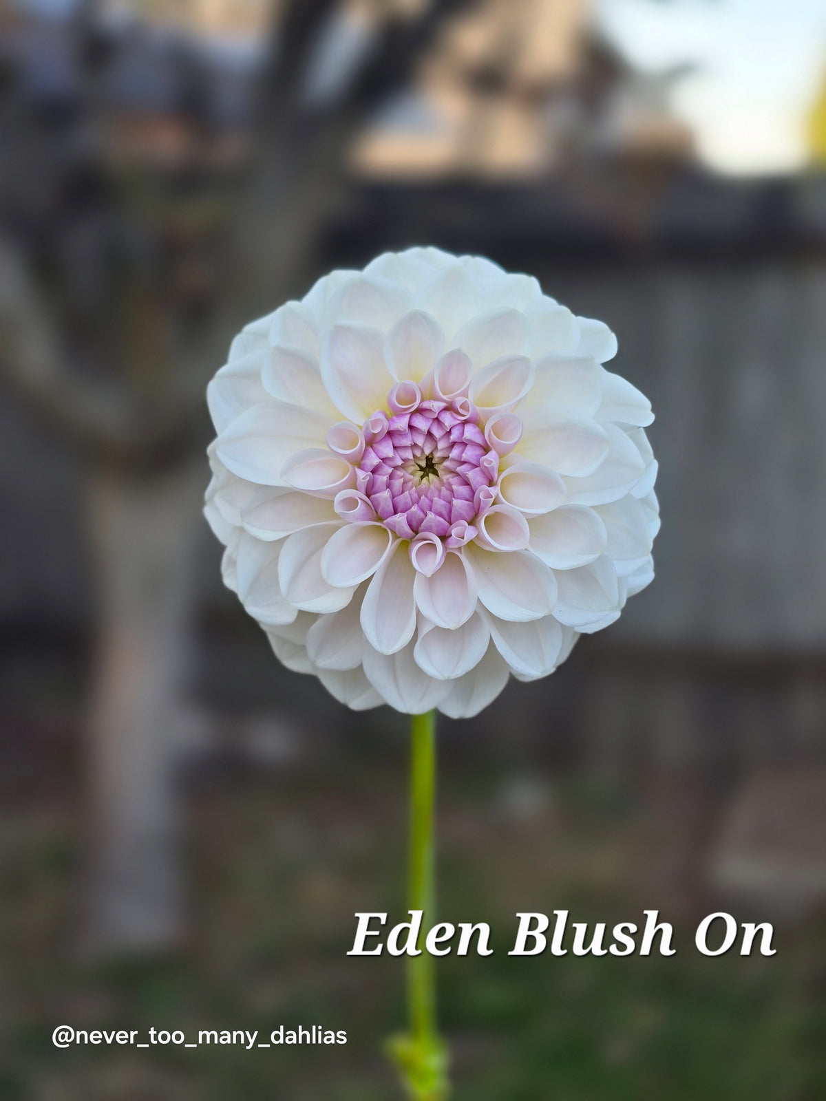 Eden Blush On