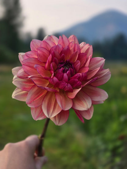 Dolce Vera