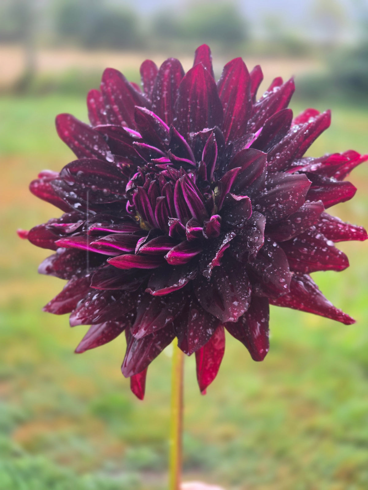 Hollyhill Black Beauty