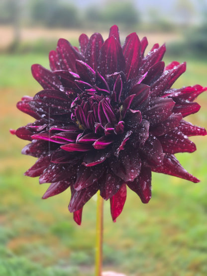 Hollyhill Black Beauty