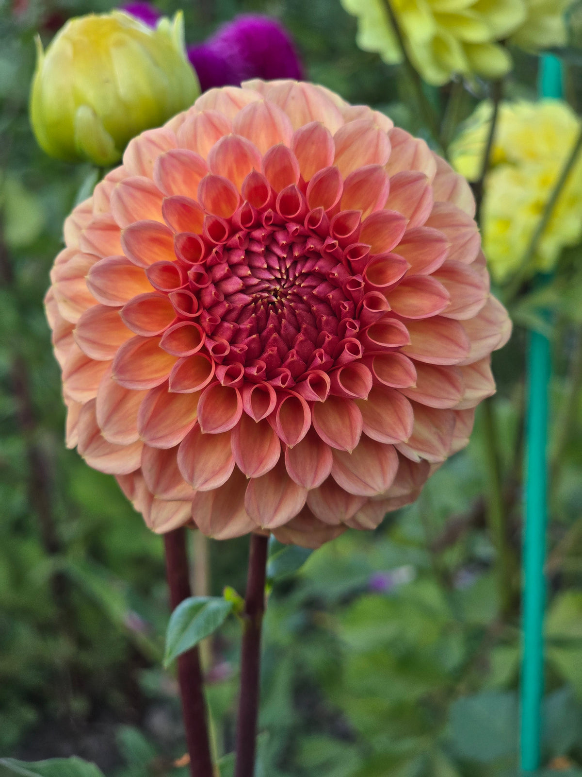 Ferncliff Apricot