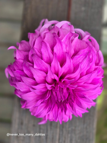 Wyn's Flowerlady Mom *Limit 1*
