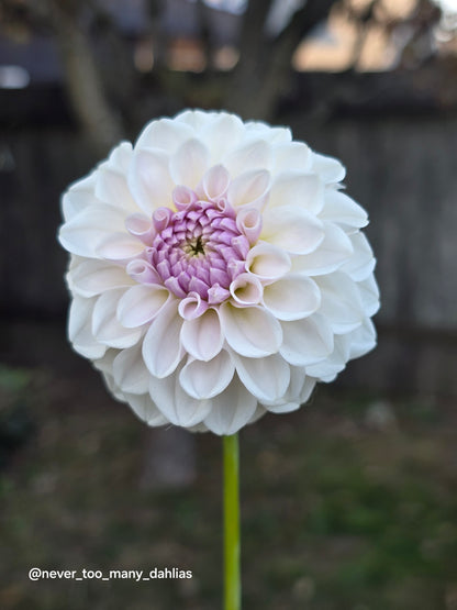 Eden Blush On