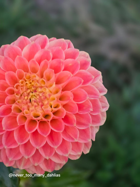 Pastel Doris