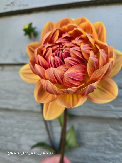 Hollyhill Golden Glow