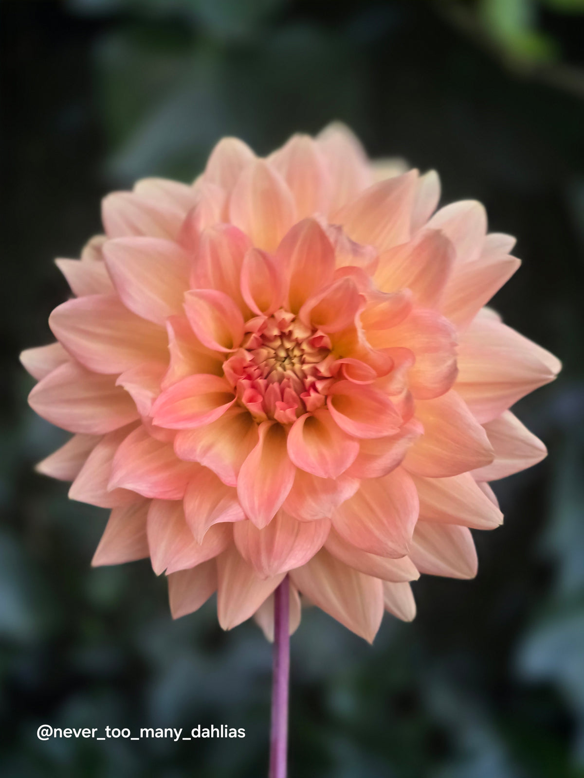 Peach Delight