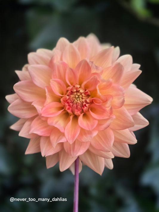 Peach Delight