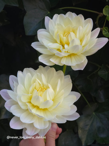 Hollyhill Creamy