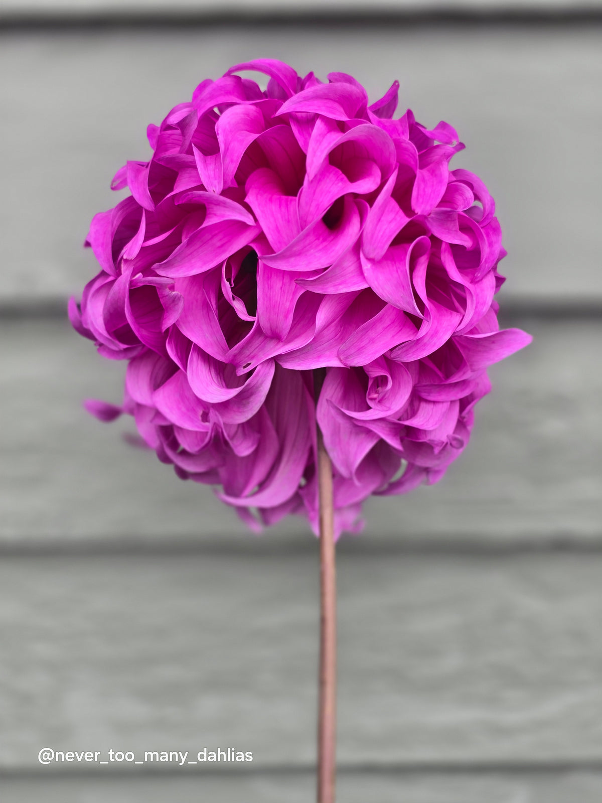 Wyn's Flowerlady Mom *Limit 1*