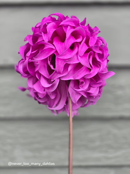 Wyn's Flowerlady Mom *Limit 1*