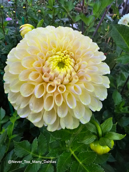 Skipley Moonglow