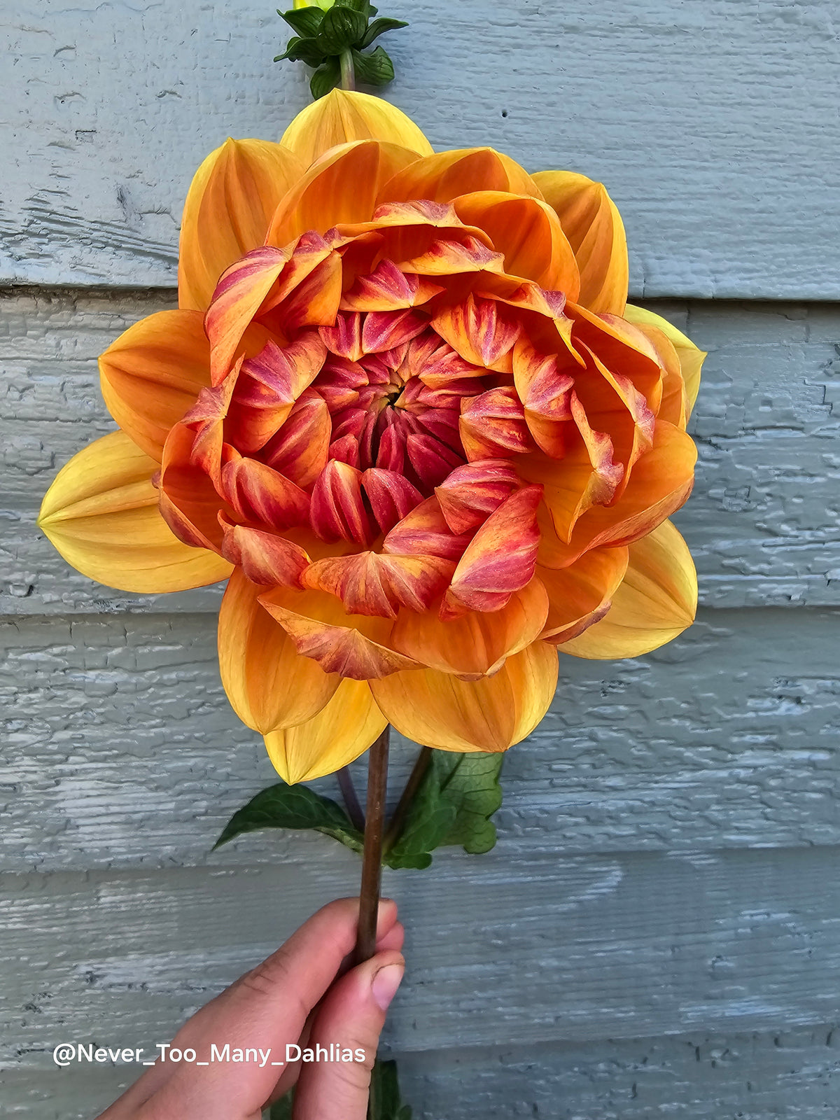 Hollyhill Golden Glow
