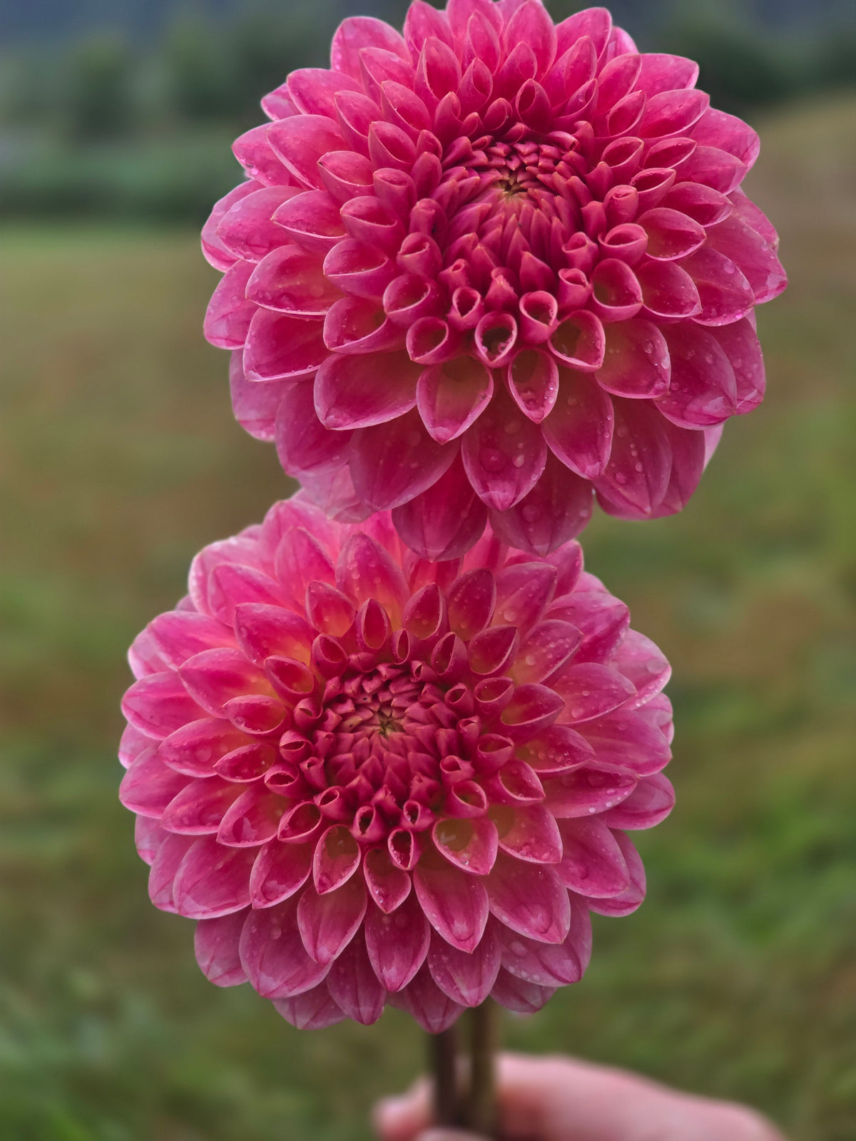 Hapet Daisy