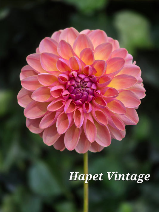 Hapet Vintage