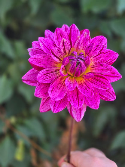Hollyhill Color Magic