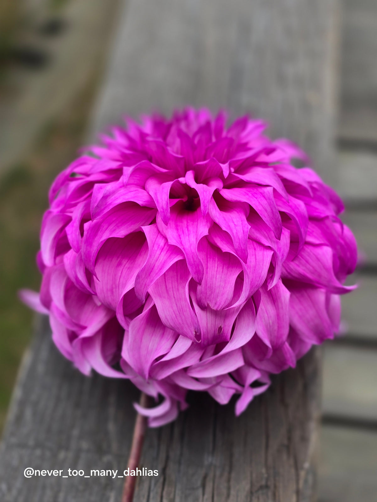 Wyn's Flowerlady Mom *Limit 1*