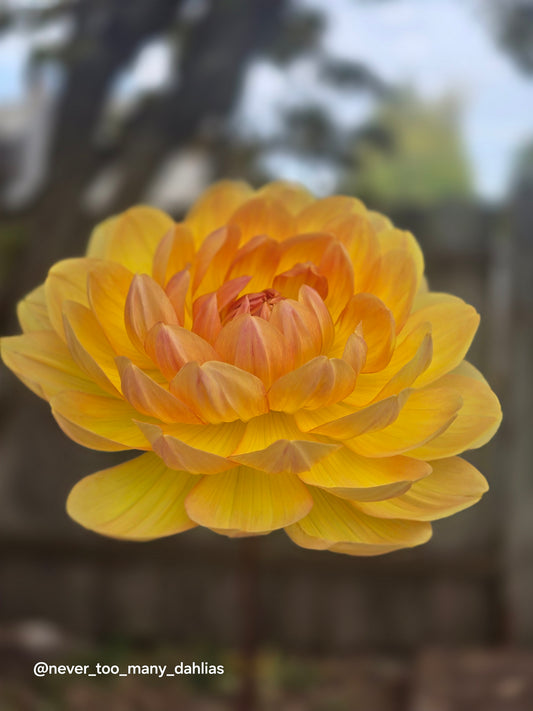 Hollyhill Honeygold