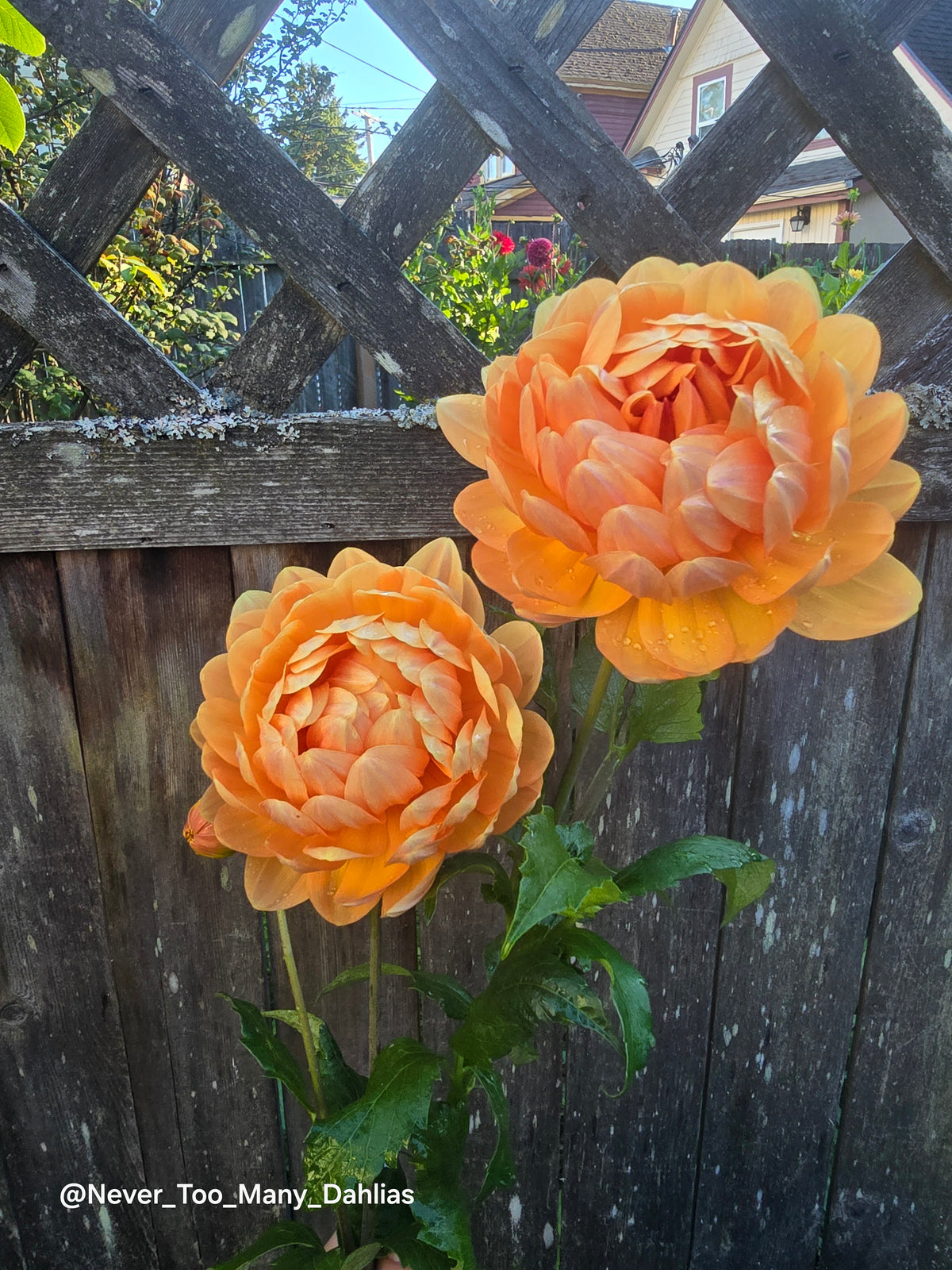 Sandia Susan