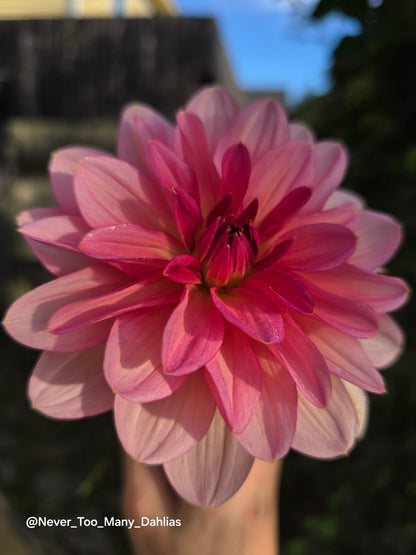 Sourire de Crozon