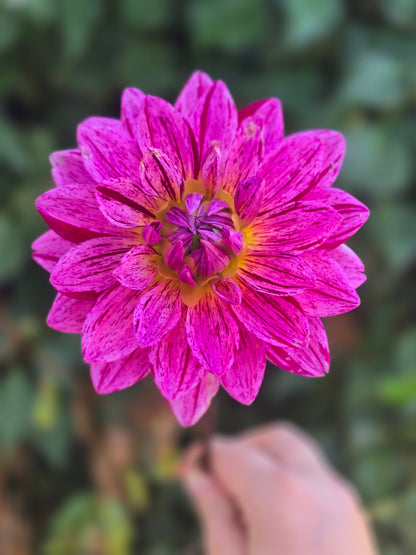 Hollyhill Color Magic