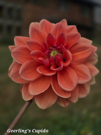 Geerling's Cupido
