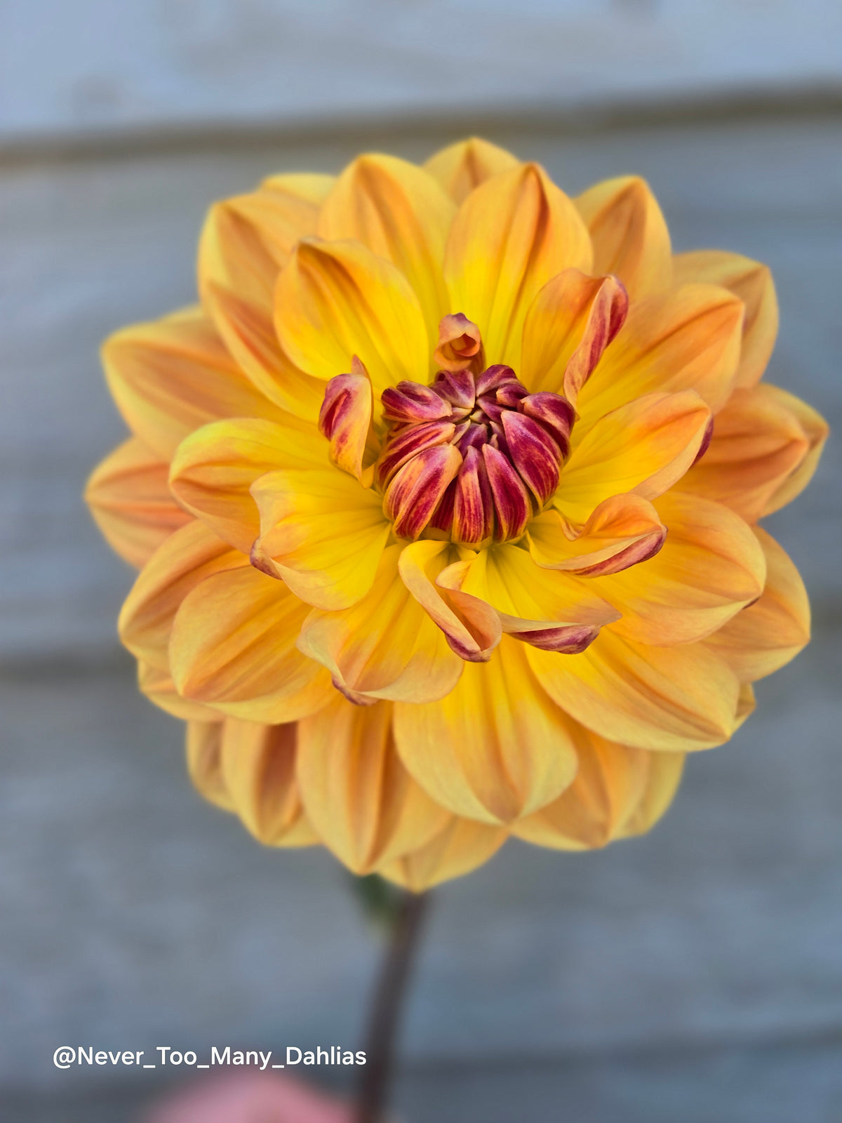 Hollyhill Golden Glow