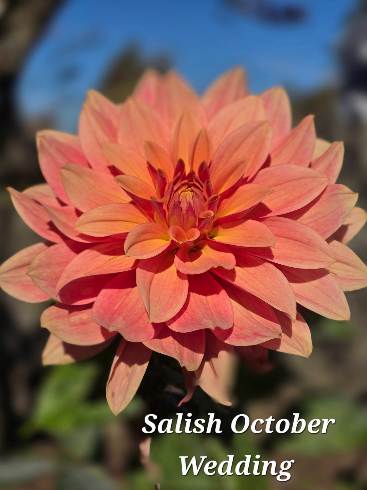 Salish October Wedding