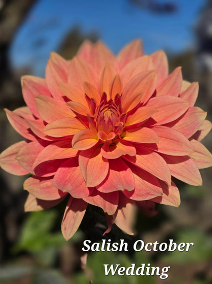 Salish October Wedding
