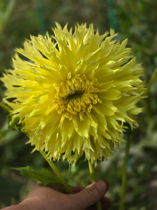 Van Isle Citronella