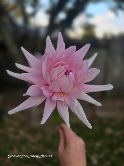 Bloomquist Coral
