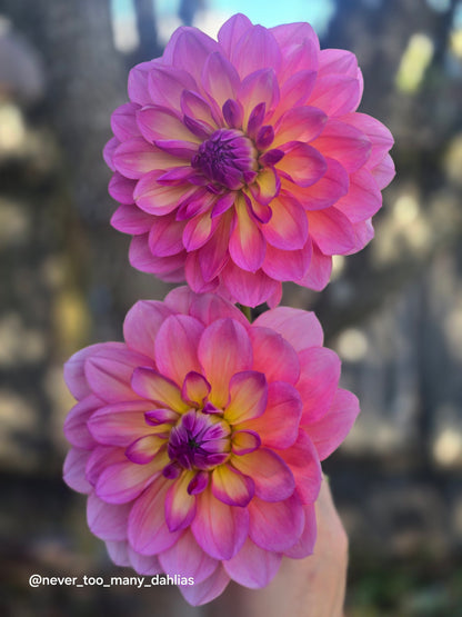 Sandia Rose