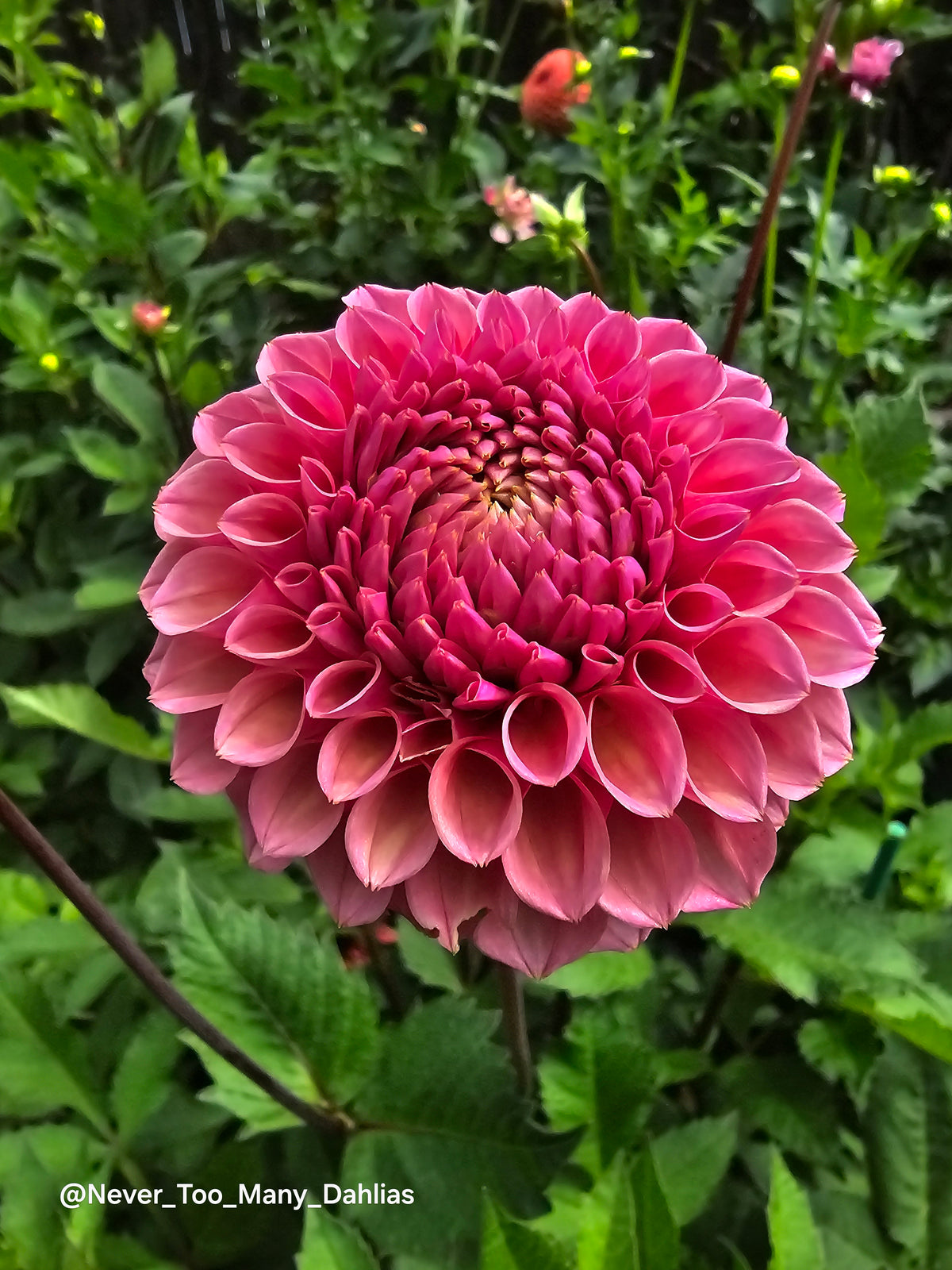 US Bracken Rose