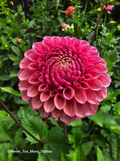 US Bracken Rose