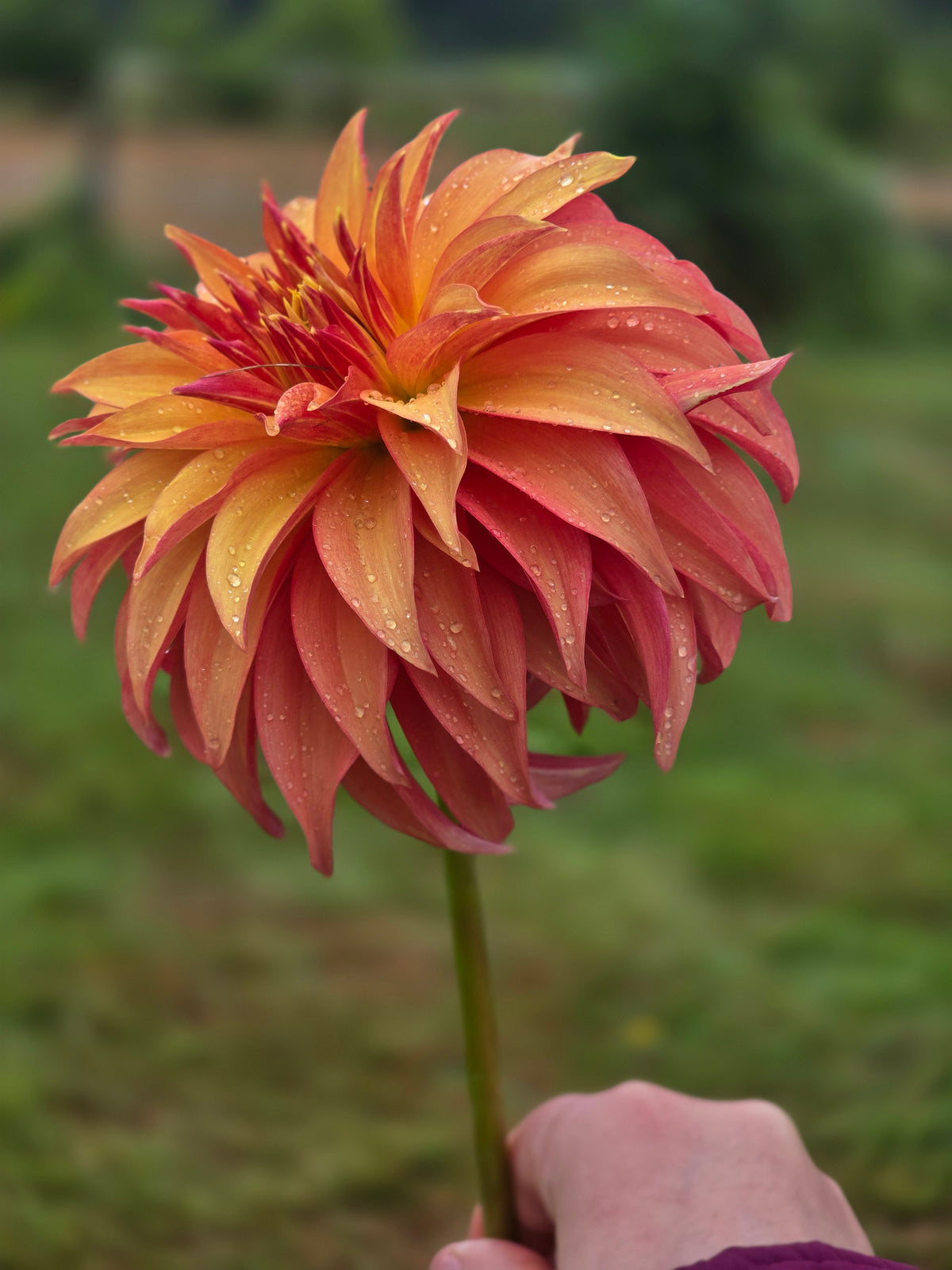 Bloomquist Pumpkin