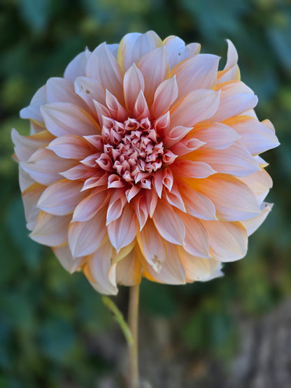 Princess Beatrix