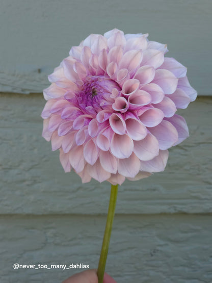 Jeff Bloom