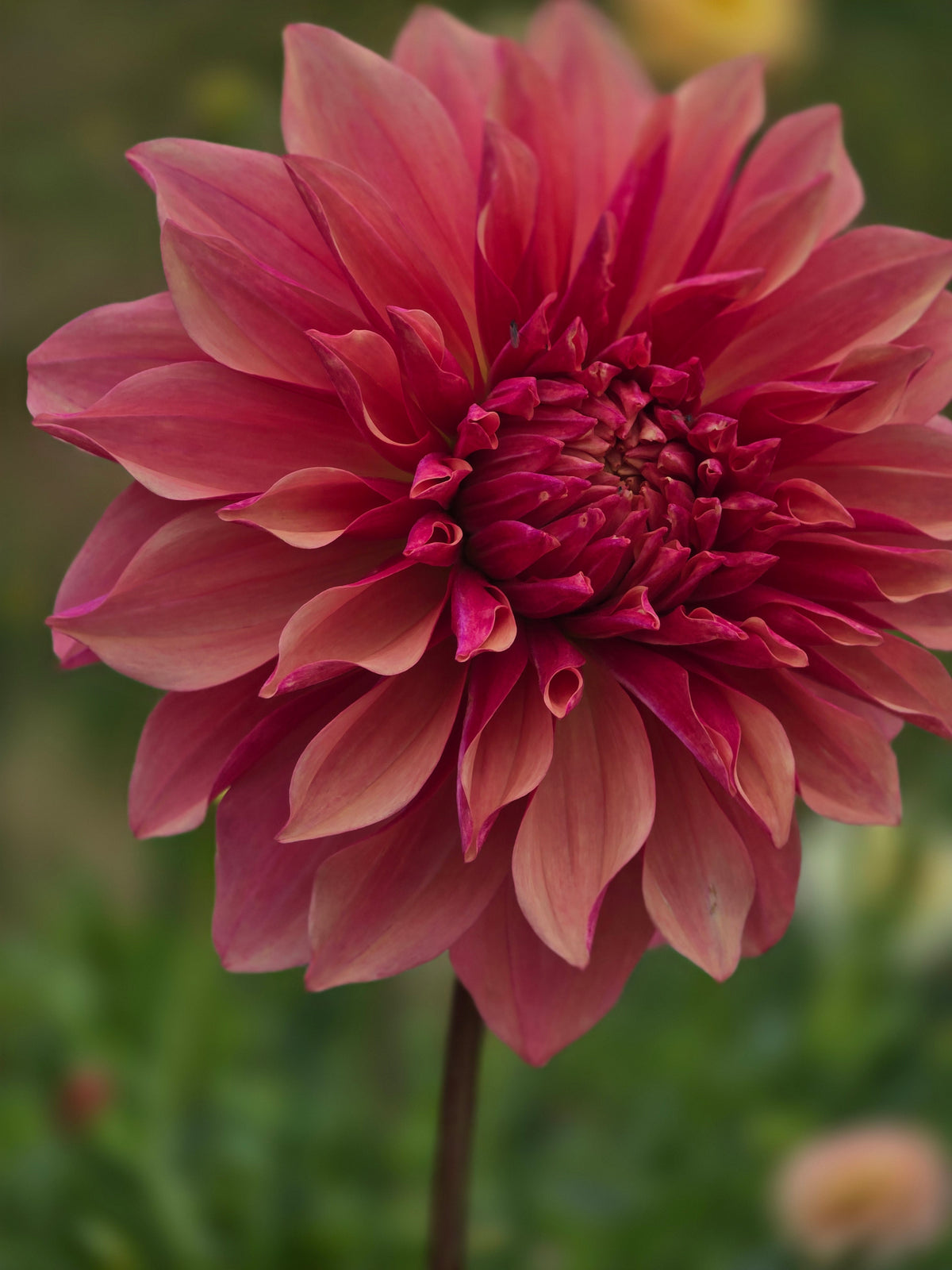 Everbloom Rosé