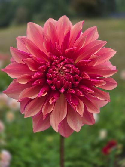 Everbloom Rosé
