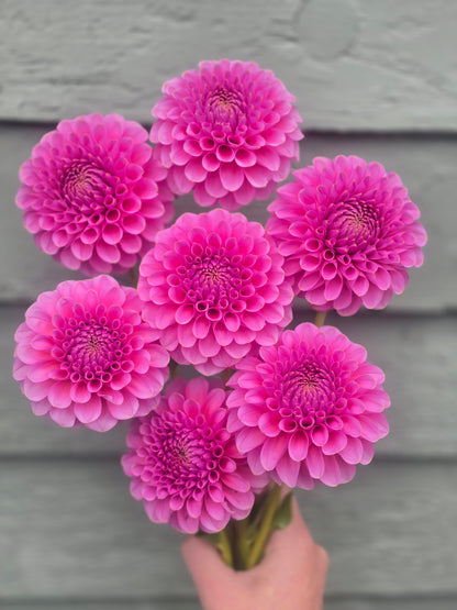 Florelie Lizzie Lou *Limit 2* 🇦🇺