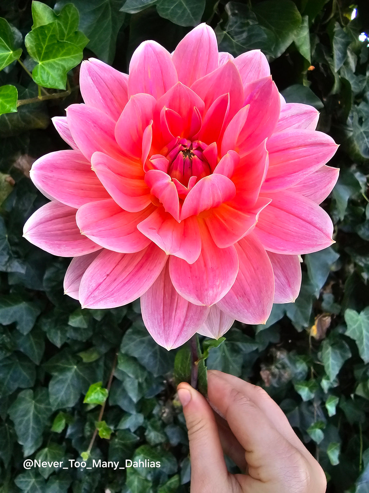 Apricot Desire