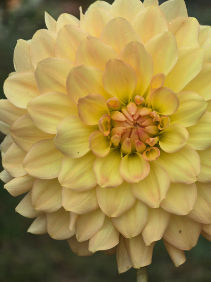 Dragonfly Sherbert