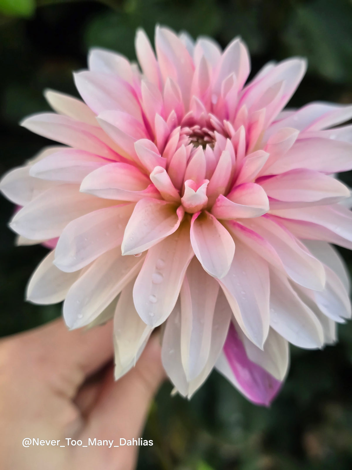 Budapest Blush