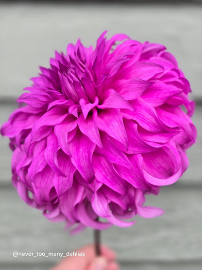 Wyn's Flowerlady Mom *Limit 1*