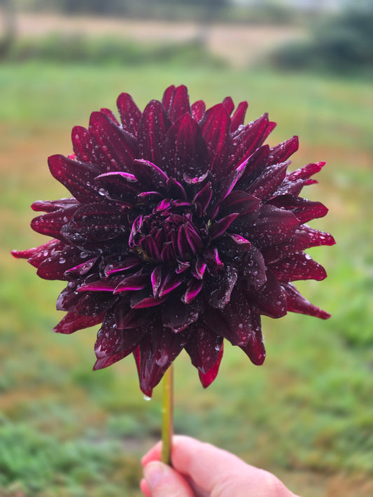 Hollyhill Black Beauty