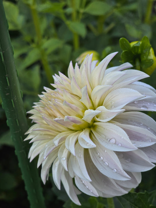Edelweiss